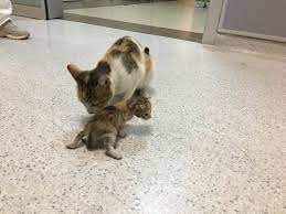 الأم تبقى أم … قطة تحمل صغيرها إلى المستشفى لتلقي العلاج “فيديو”
