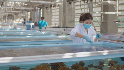 Probiotics for Corals Boost Resilience, Help Prevent Mortality