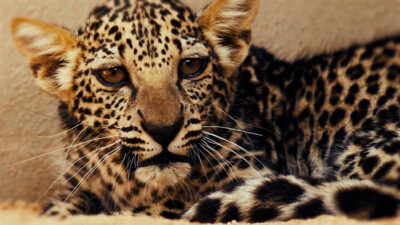 *VIDEO: BIRTH OF RARE ARABIAN LEOPARD CUB