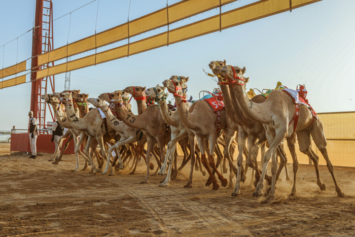 AlUla Camel Cup is set to be the pinnacle of the Saudi Arabian camel-racing season