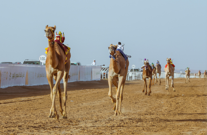 Brothers celebrate AlUla Camel Cup triumph, as the pinnacle of camel racing reaches a fitting finale
