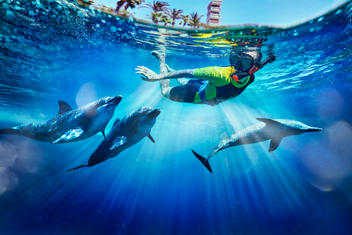 ATLANTIS AQUAVENTURE’S DOLPHIN BAY INTRODUCES THREE NEW NO-CONTACT PROGRAMMES