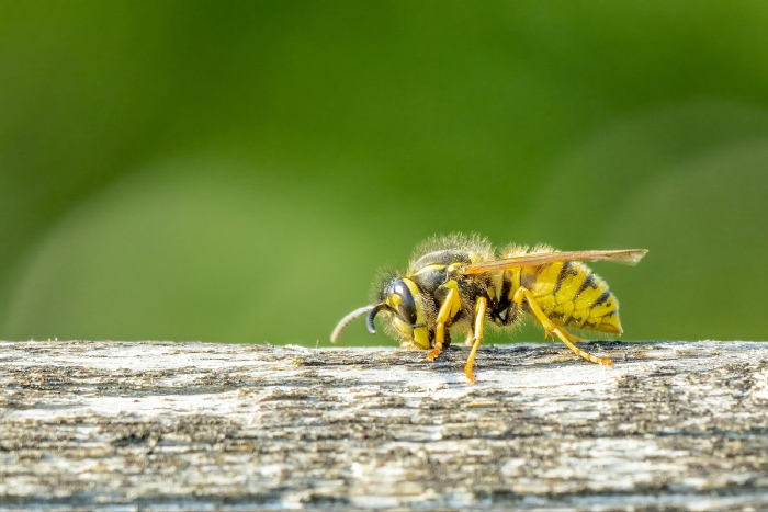 Wasps could cost squeamish Brits their driving licence