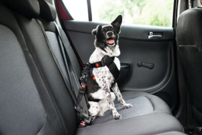 Highway Code £5,000 fines for driving with unsecured dogs Highway Code £5,000 fines for driving with unsecured dogs