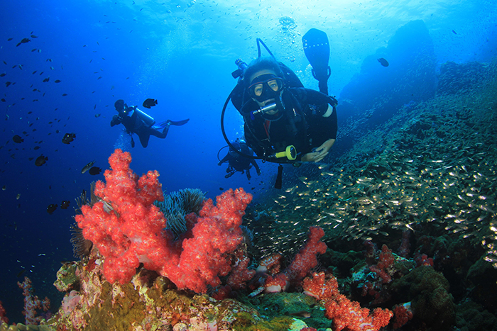 مركز «غطاس المرجان الأزرق» يفوز بجائزة «بادي» PADI الذهبية في أوروبا والشرق الأوسط وأفريقيا للتميز في التطوير المهني لعام 2024